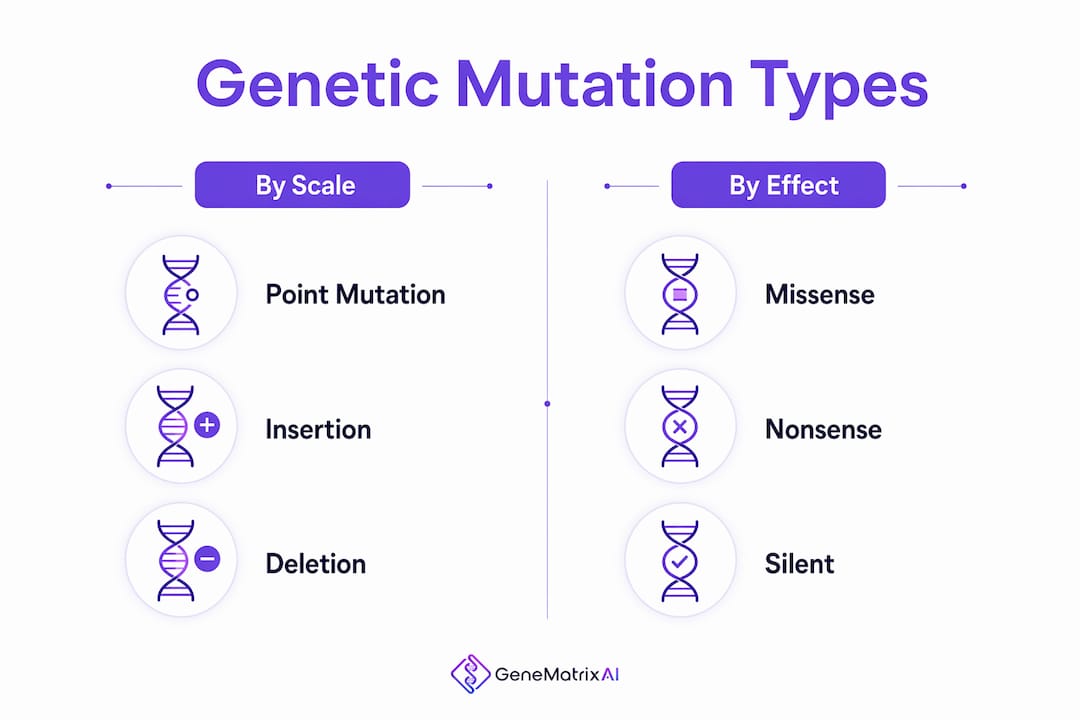 Infographic comparing types of genetic mutations