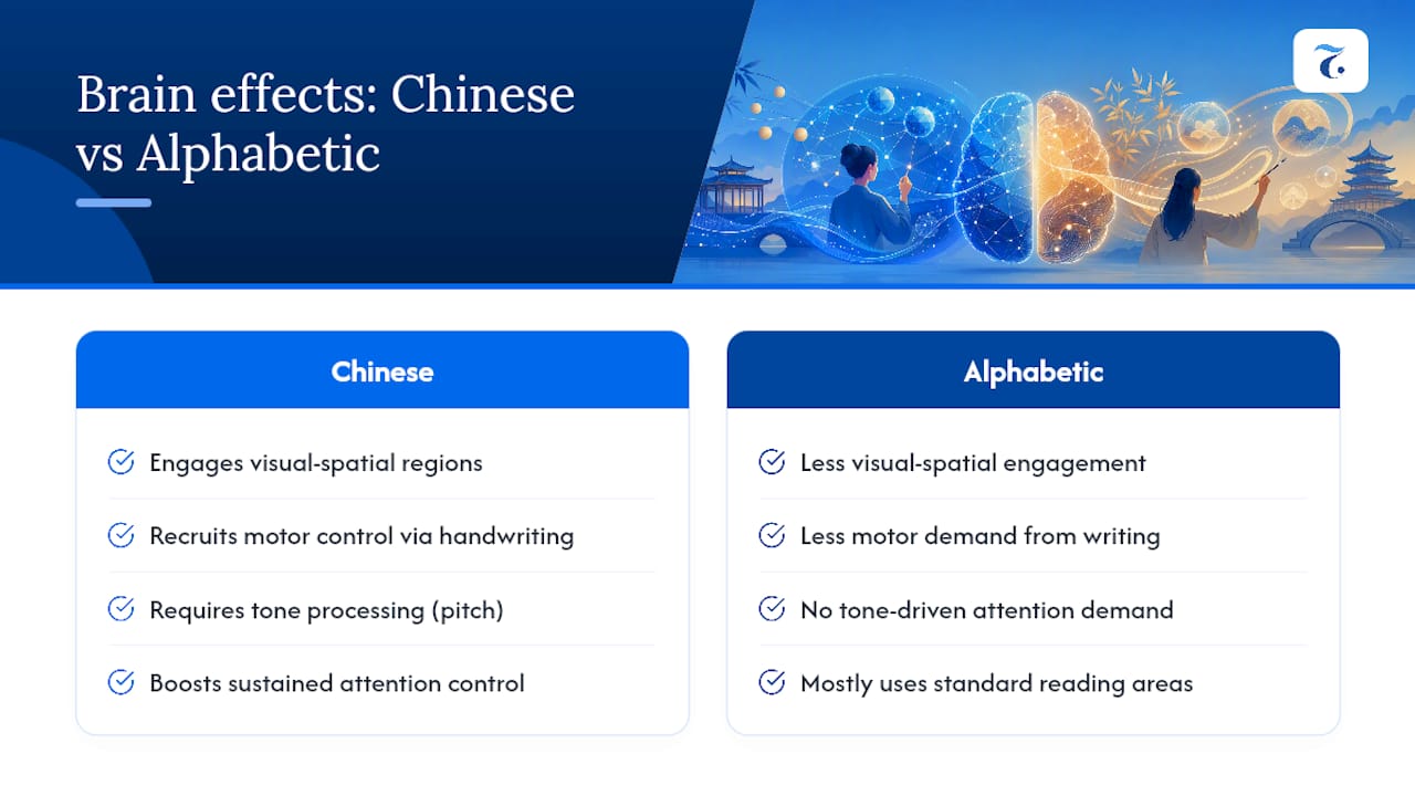 Does Learning Chinese Actually Change How Your Brain Works? — overview diagram