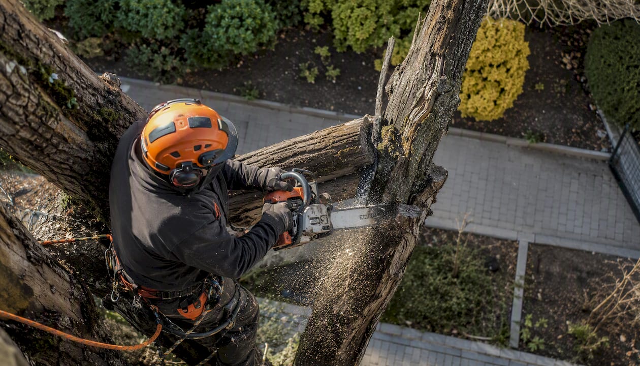 Nahaufnahme: Mit der Kettensäge wird ein abgestorbener Ast vom Baum abgesägt.