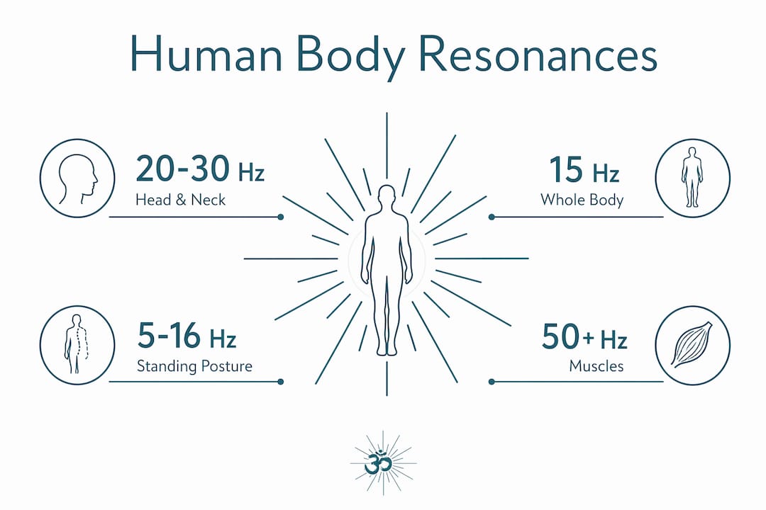 Hertz frequency and the human body: what science says 2 Infographic showing human body resonance frequency ranges