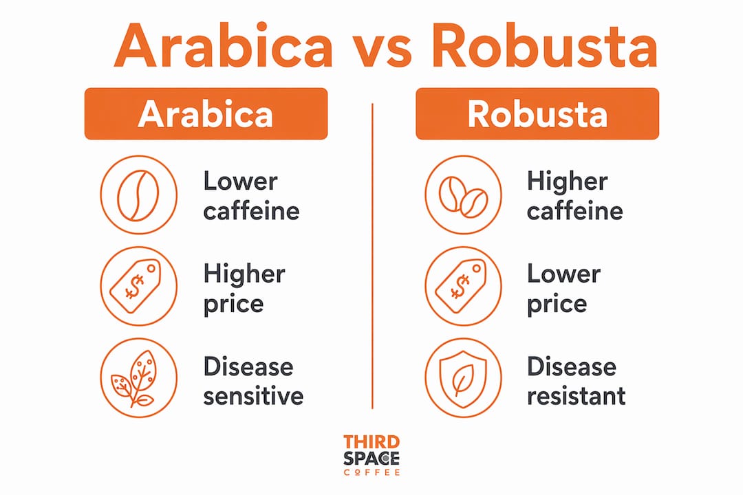 Infographic comparing Arabica and Robusta coffee features