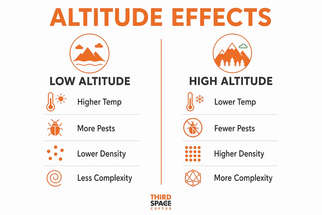 Infographic comparing coffee traits by altitude