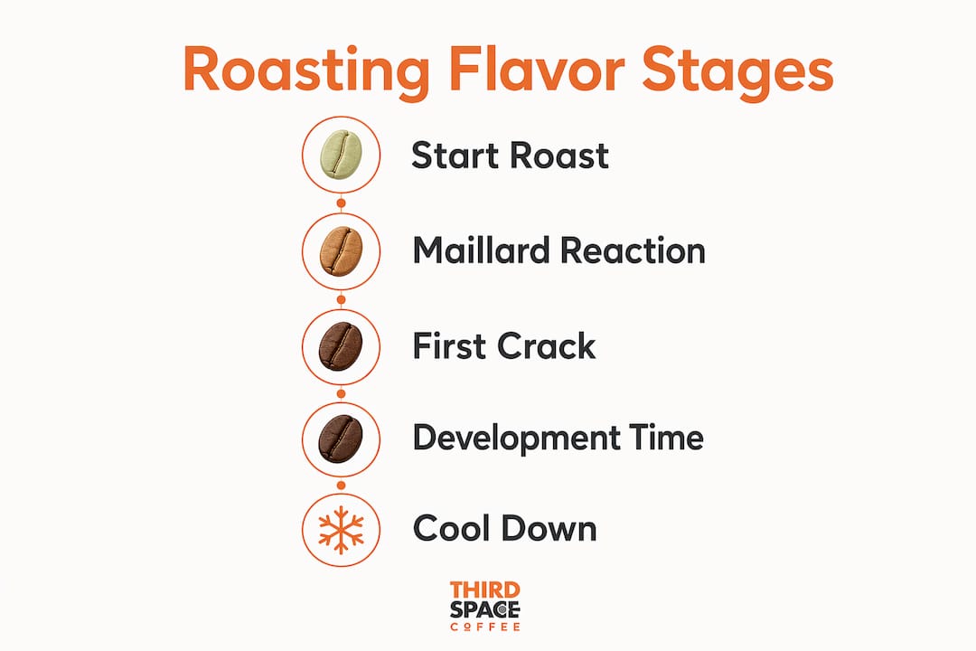 Infographic showing stages of coffee roasting affecting flavor