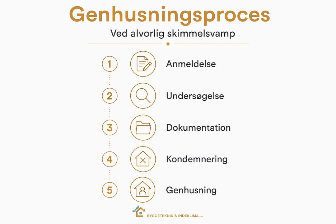 Genhusning ved skimmelsvamp: dine rettigheder og muligheder 4 Infografik: Sådan foregår genhusning efter skimmelsvamp