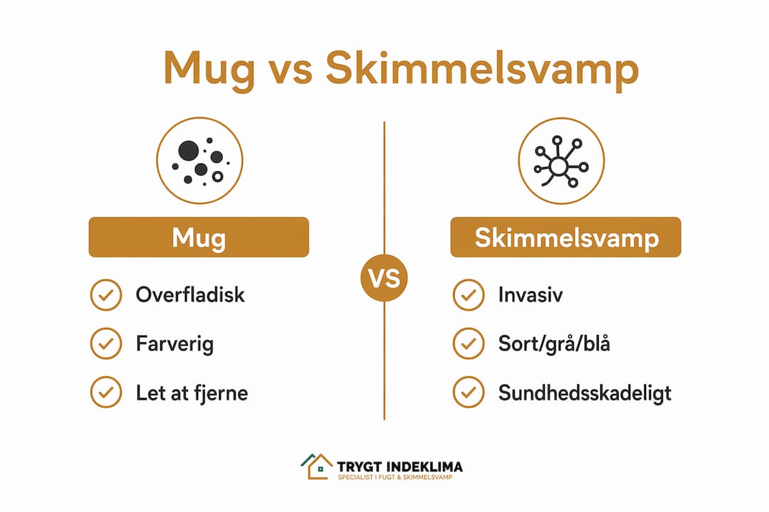 Oversigt: Sådan kender du forskel på mug og skimmelsvamp