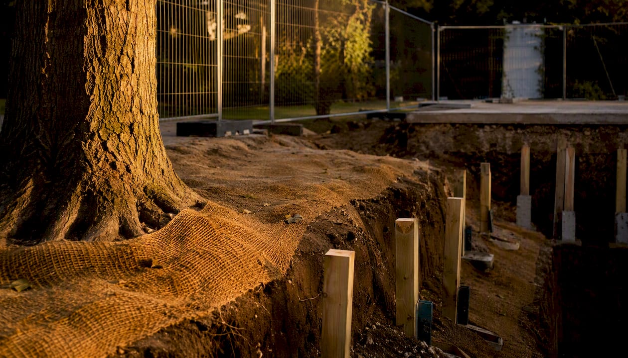 Temporary excavation supports protecting tree roots