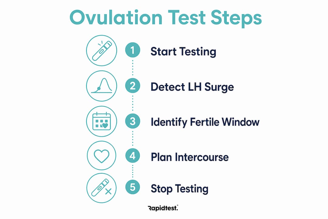 Infographic outlining ovulation test steps