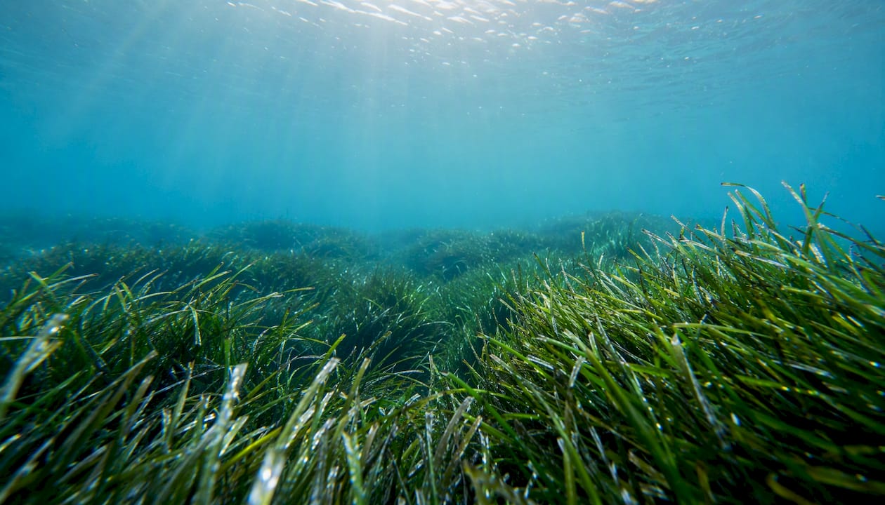 Underwater Mediterranean Posidonia seagrass bed