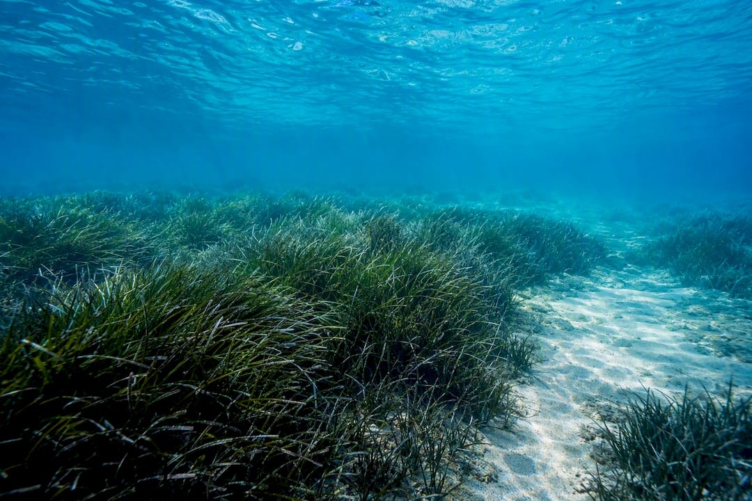 Protected Posidonia seagrass meadow underwater