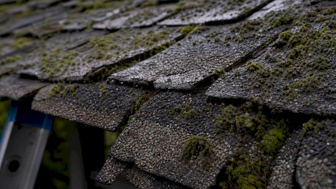 Close-up of moss damaging roof shingles