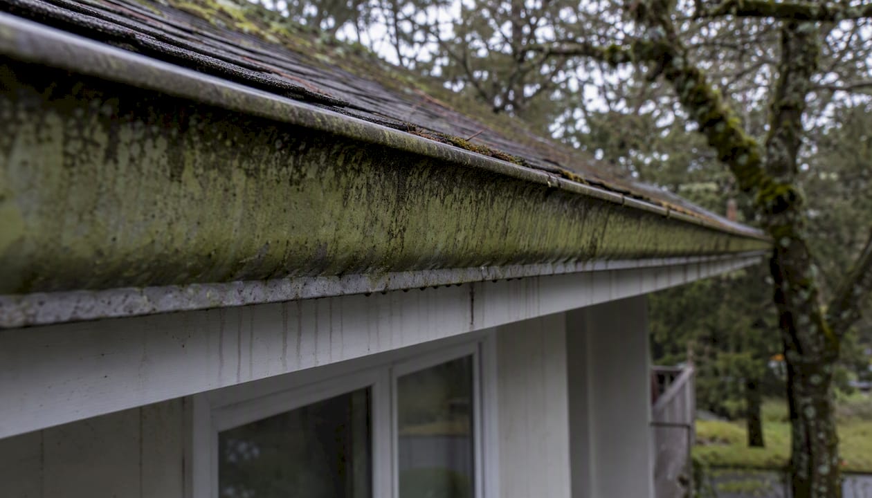 Algae growth on shaded building gutter