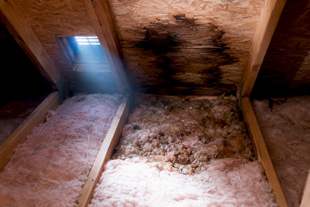 Moisture staining and damaged attic insulation
