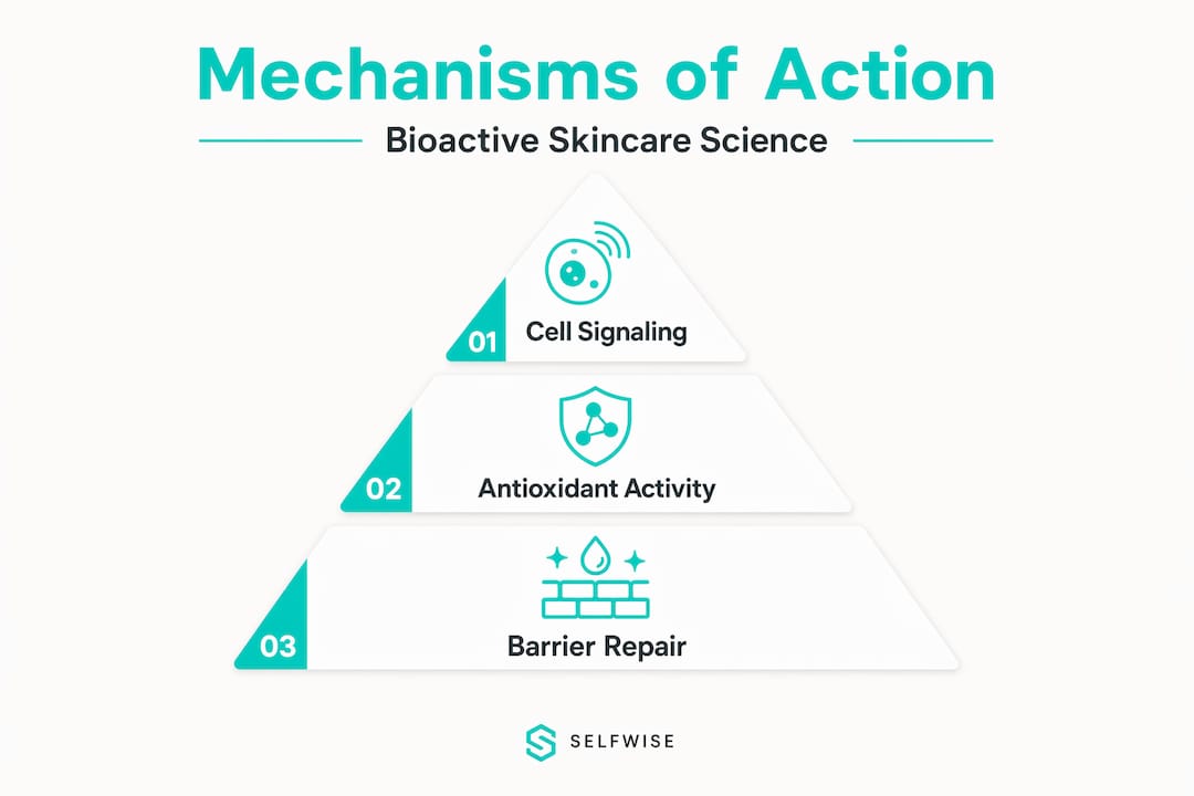 Infographic showing pyramid of bioactive mechanisms