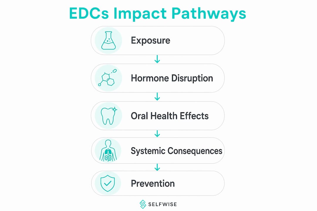 Infographic showing impact pathways of endocrine disruptors