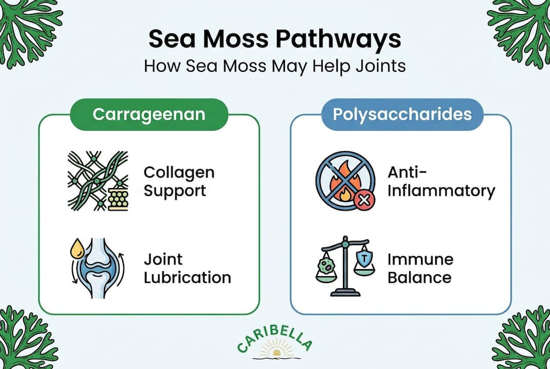 Infographic comparing sea moss joint health compounds