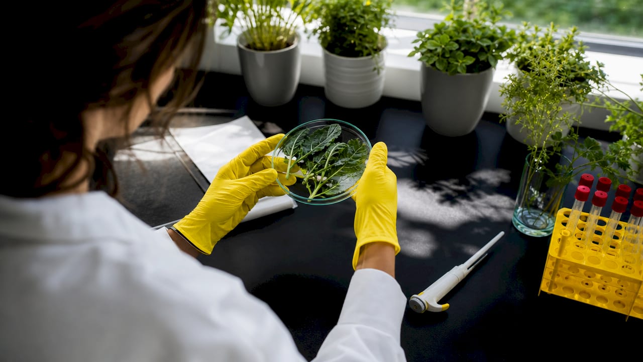 Hands handling cruciferous vegetables in lab