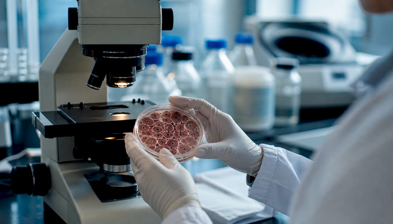 Hands holding petri dish with liver cells under microscope