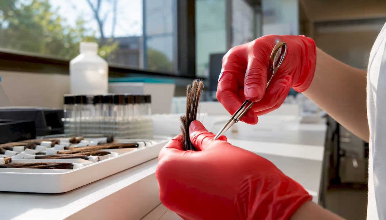 Lab technician cutting hair sample for testing