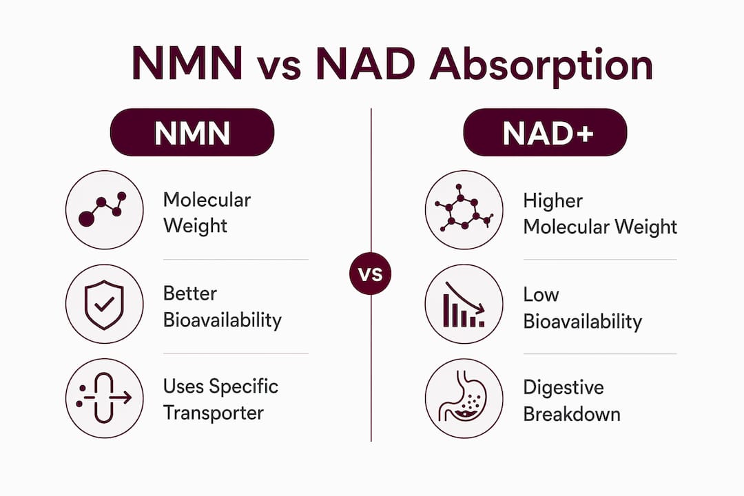 Infographic comparing absorption of NMN and NAD supplements