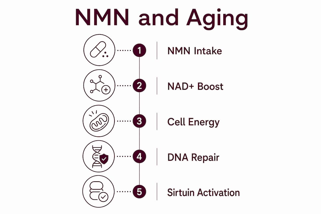 Infographic illustrating NMN support for aging