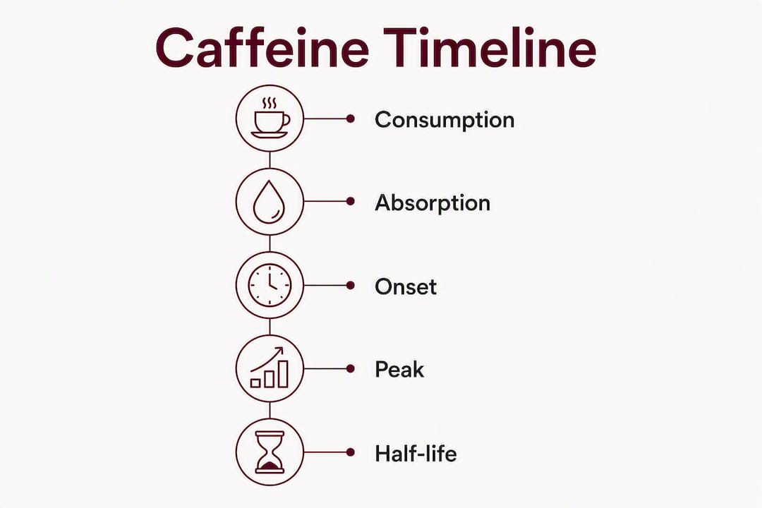 Infographic showing caffeine timeline phases