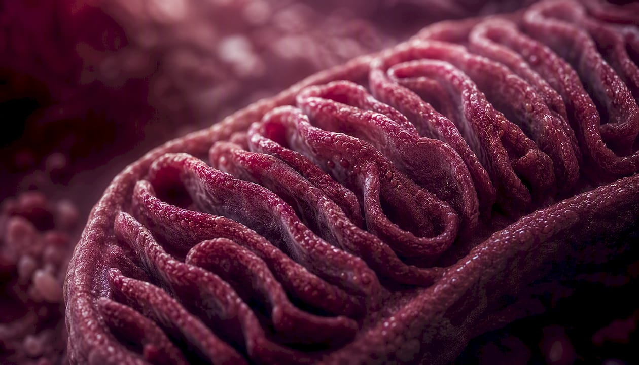 Detailed microscopic view of mitochondrial inner membrane