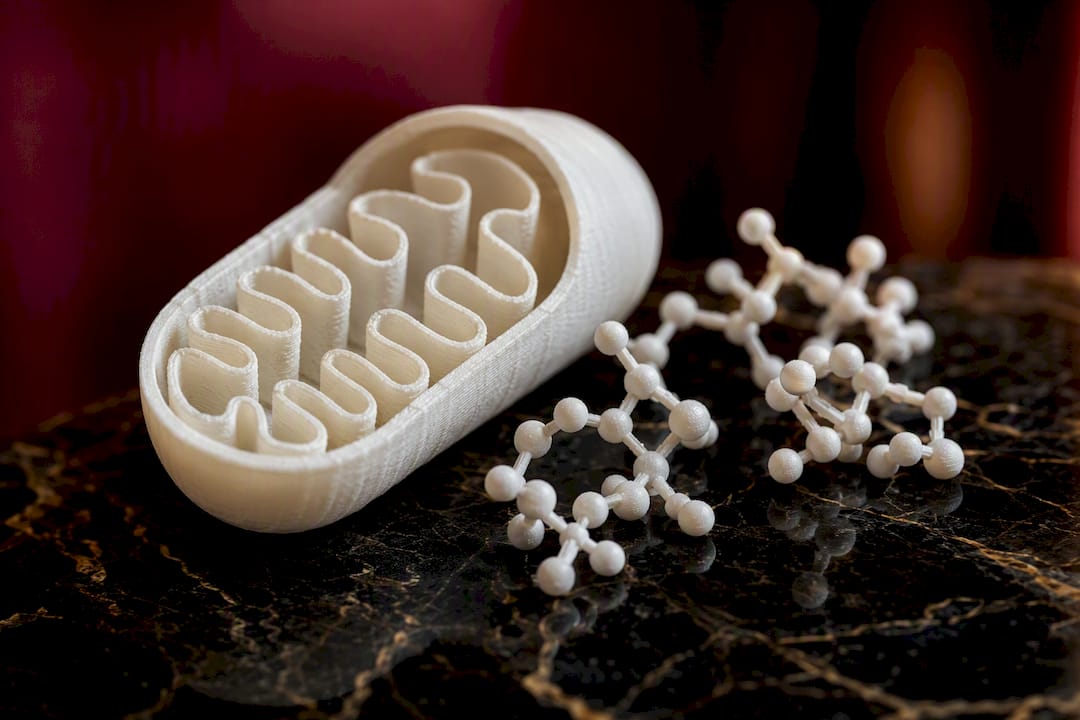 Mitochondria and NAD+ molecular model close-up