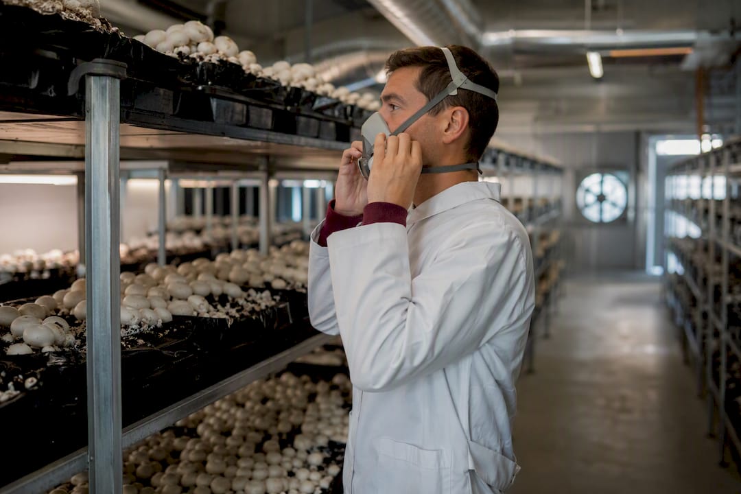 Worker wearing respirator near mushroom growing racks