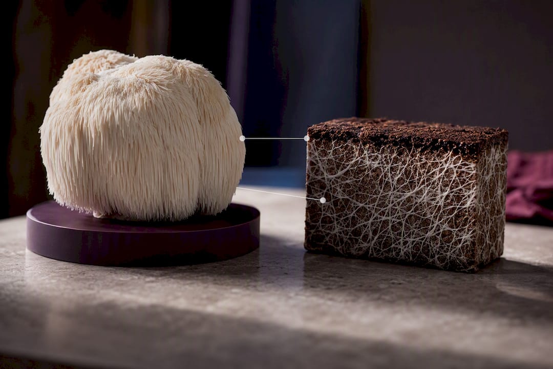 Illustration comparing mushroom parts and mycelium