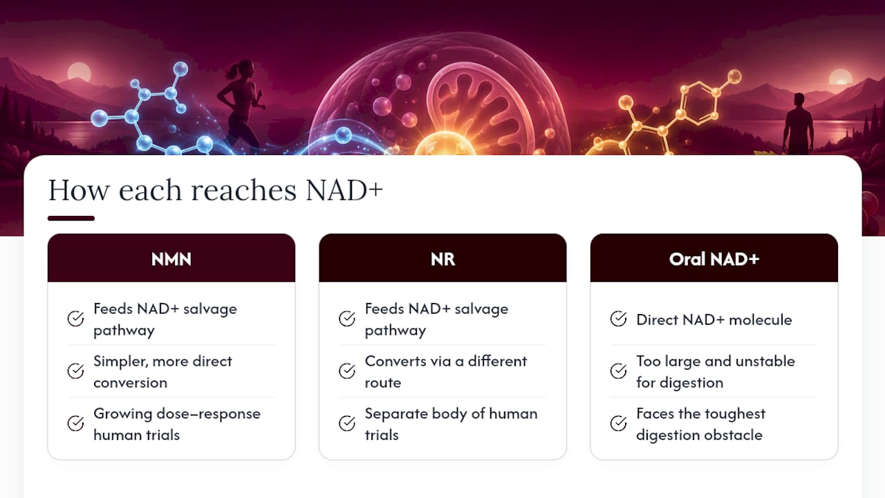 Comparison of three NAD+ supplement pathways