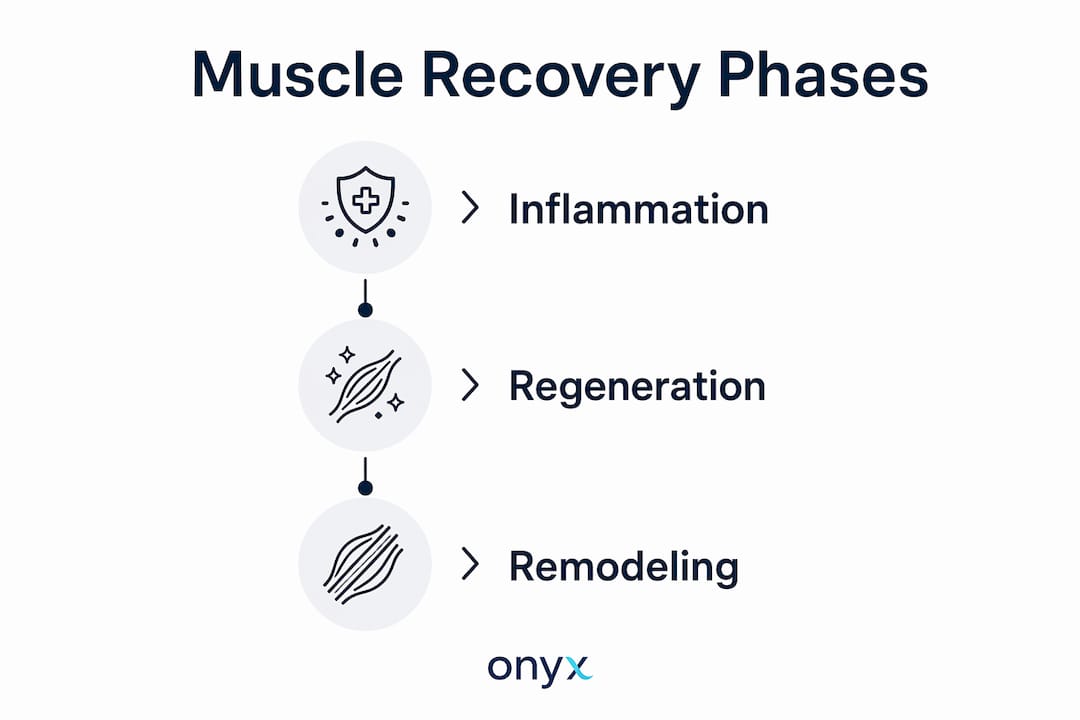 Infographic showing three muscle recovery phases
