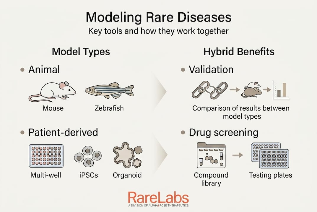 Infographic showing rare disease model types and hybrid benefits