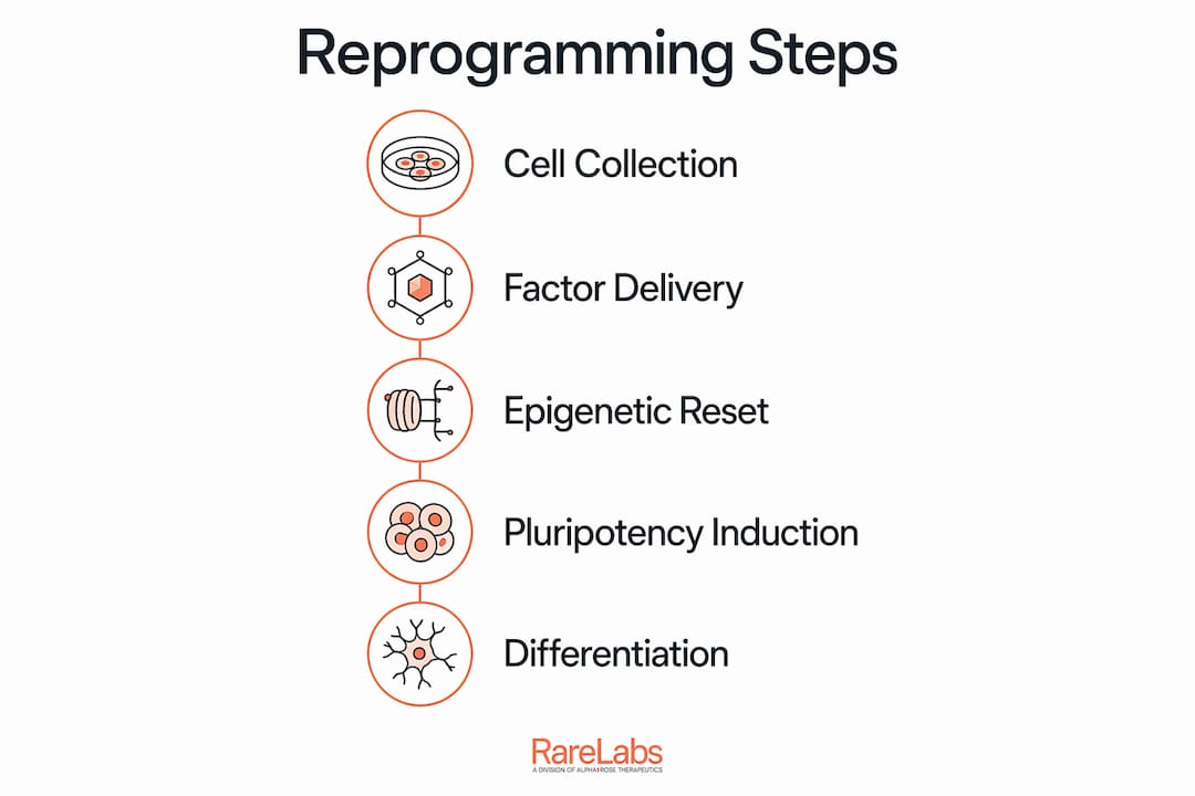Infographic illustrating cell reprogramming stages