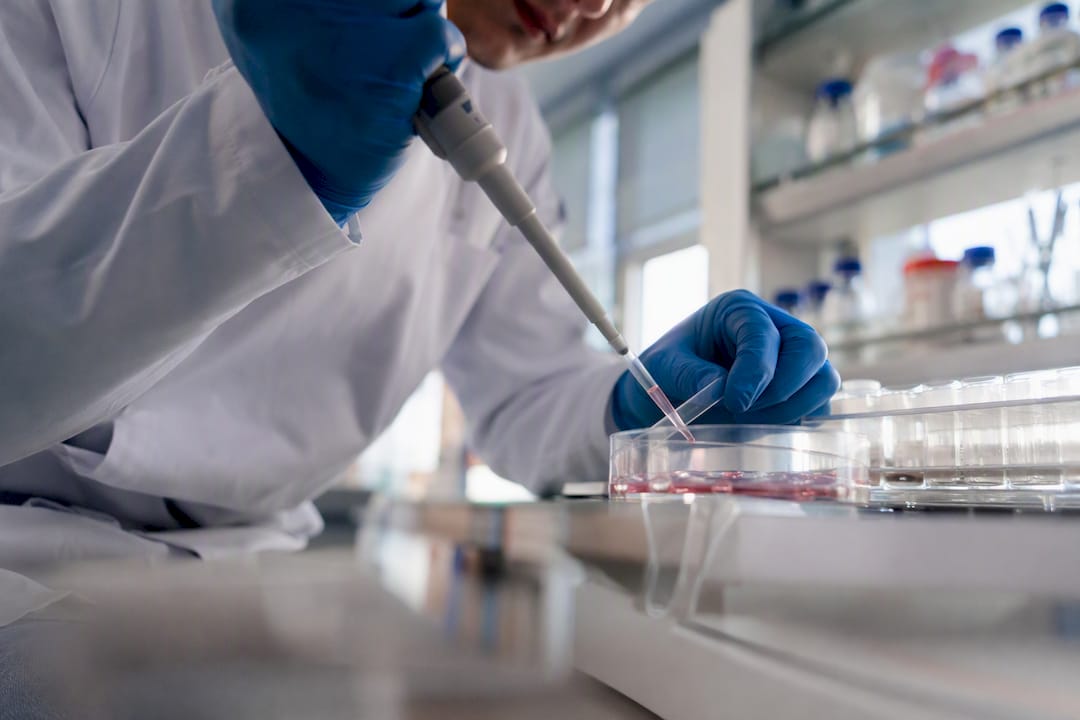 Des mains manipulent une culture de cellules souches à l’aide de la technologie CRISPR.