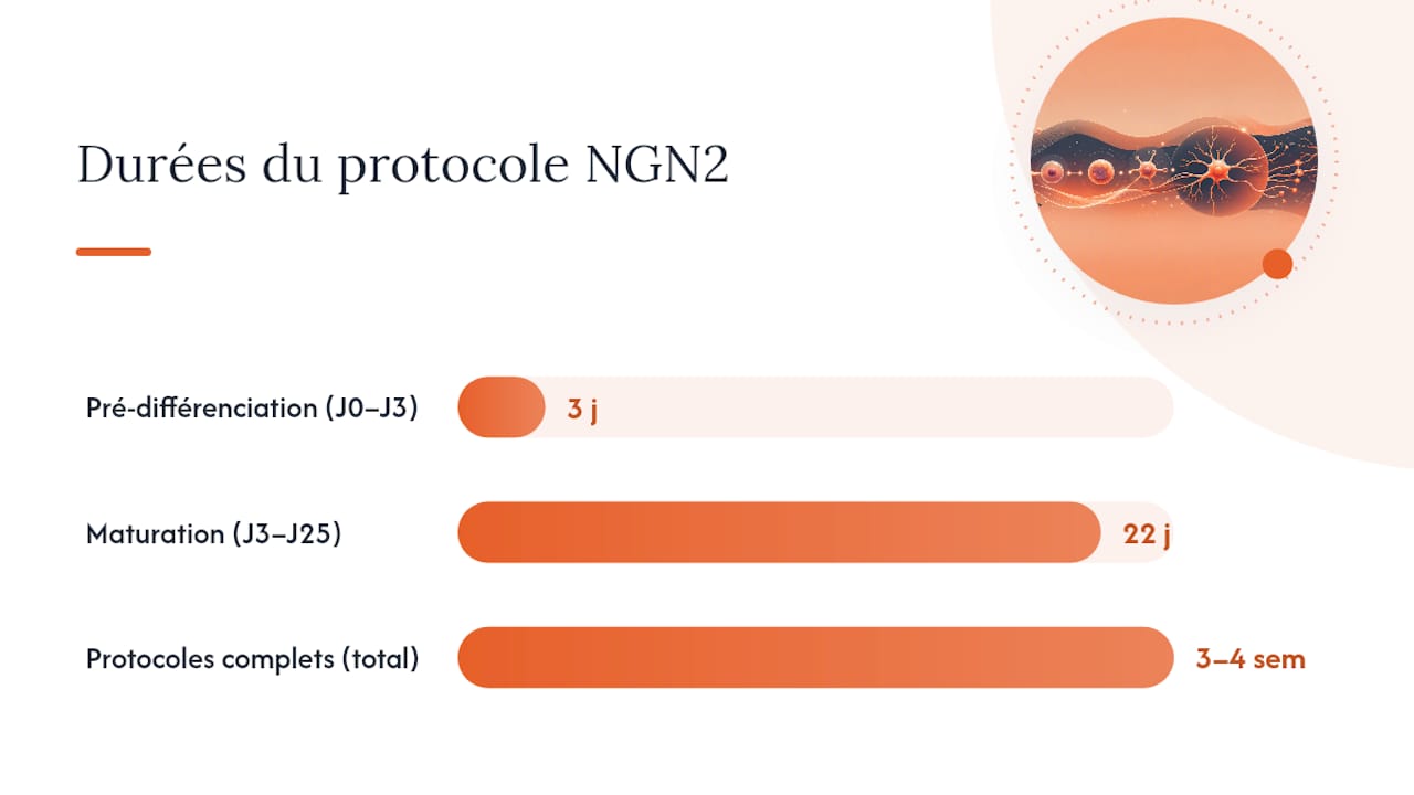Protocole NGN2 : produire des neurones rapidement et de façon standardisée — overview diagram