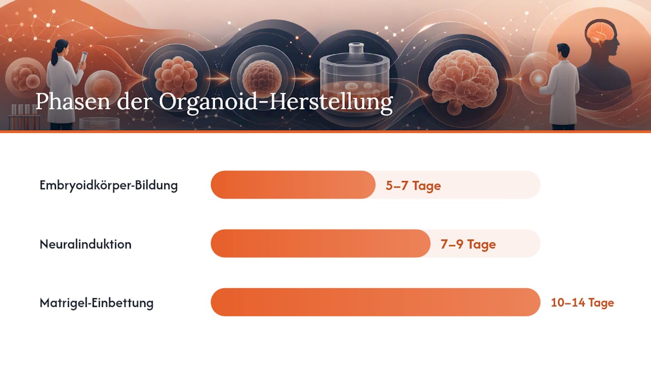 Wie läuft die Herstellung von Hirnorganoiden ab? — overview diagram