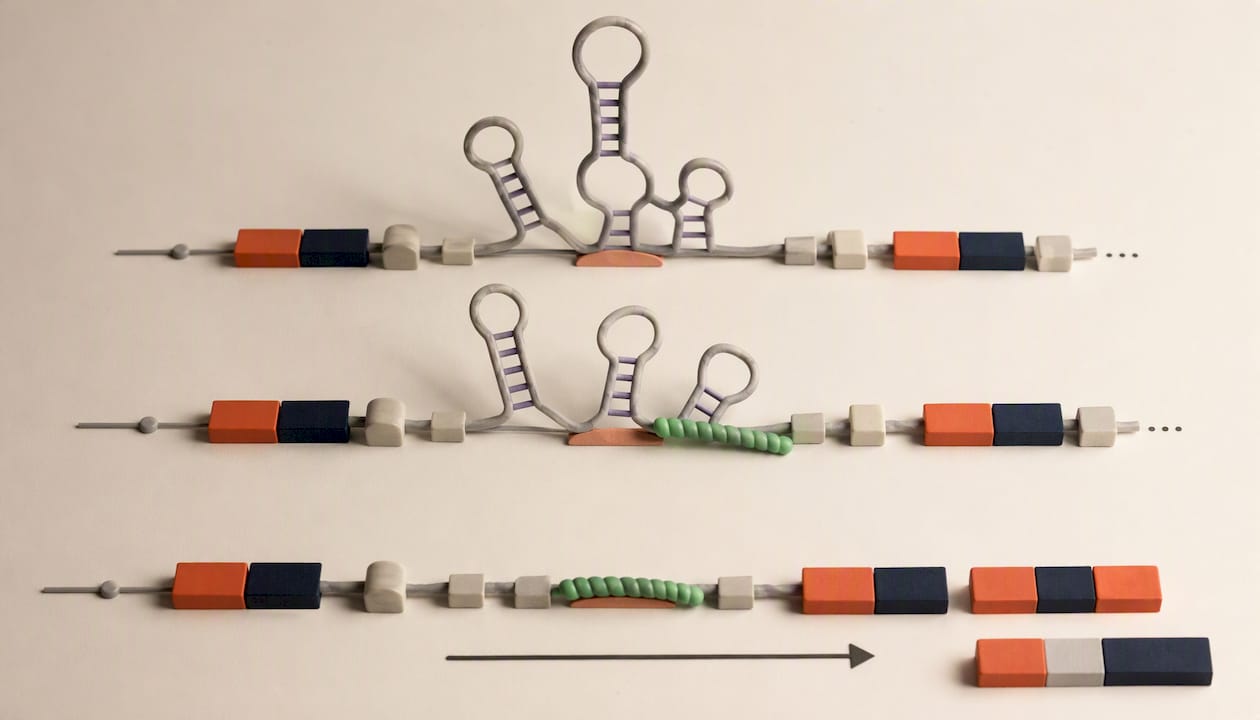 ASO 结合并折叠 pre-mRNA,改变其剪接方式