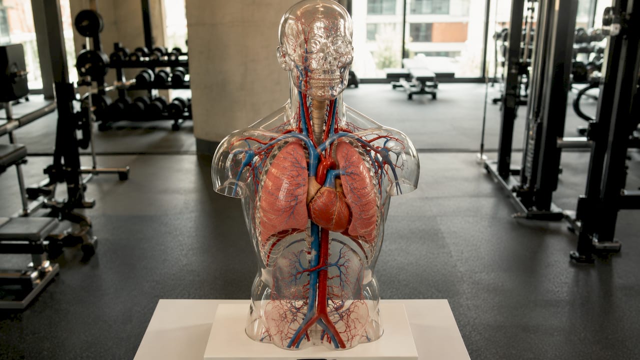 Anatomical torso highlighting vital shot zones