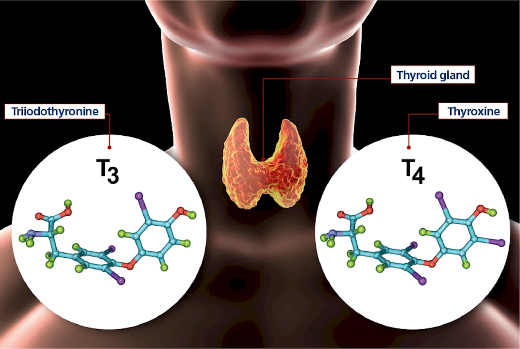 Body Talk: the endocrine system - Thyroid disorders
