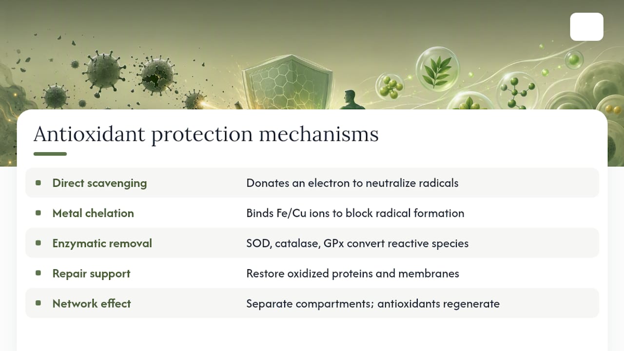 How antioxidants protect your cells: mechanisms and networks — overview diagram