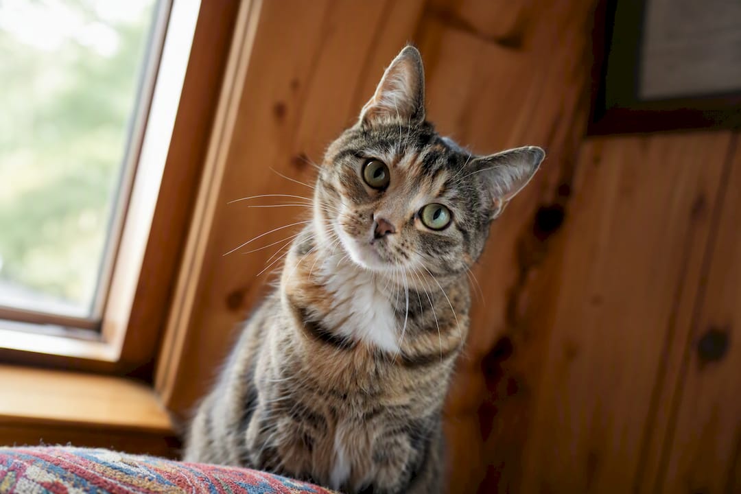 Katze mit ausdrucksstarken Augen sitzt am Fenster