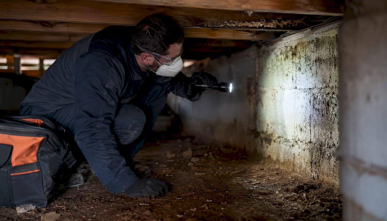 Crawl space moisture and pest damage inspection