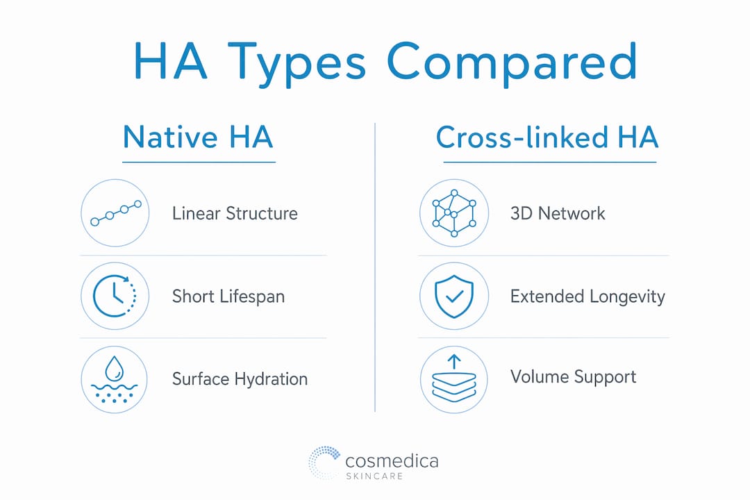 Infographic comparing native and cross-linked hyaluronic acid