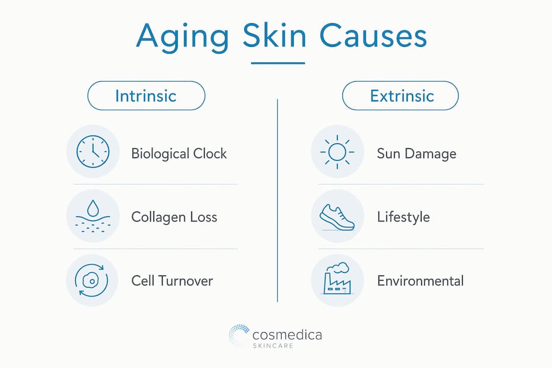 Infographic contrasting intrinsic and extrinsic skin aging causes