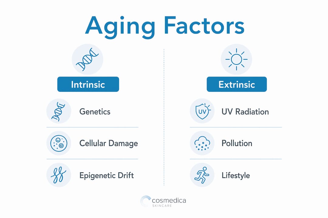 Infographic comparing intrinsic and extrinsic aging factors