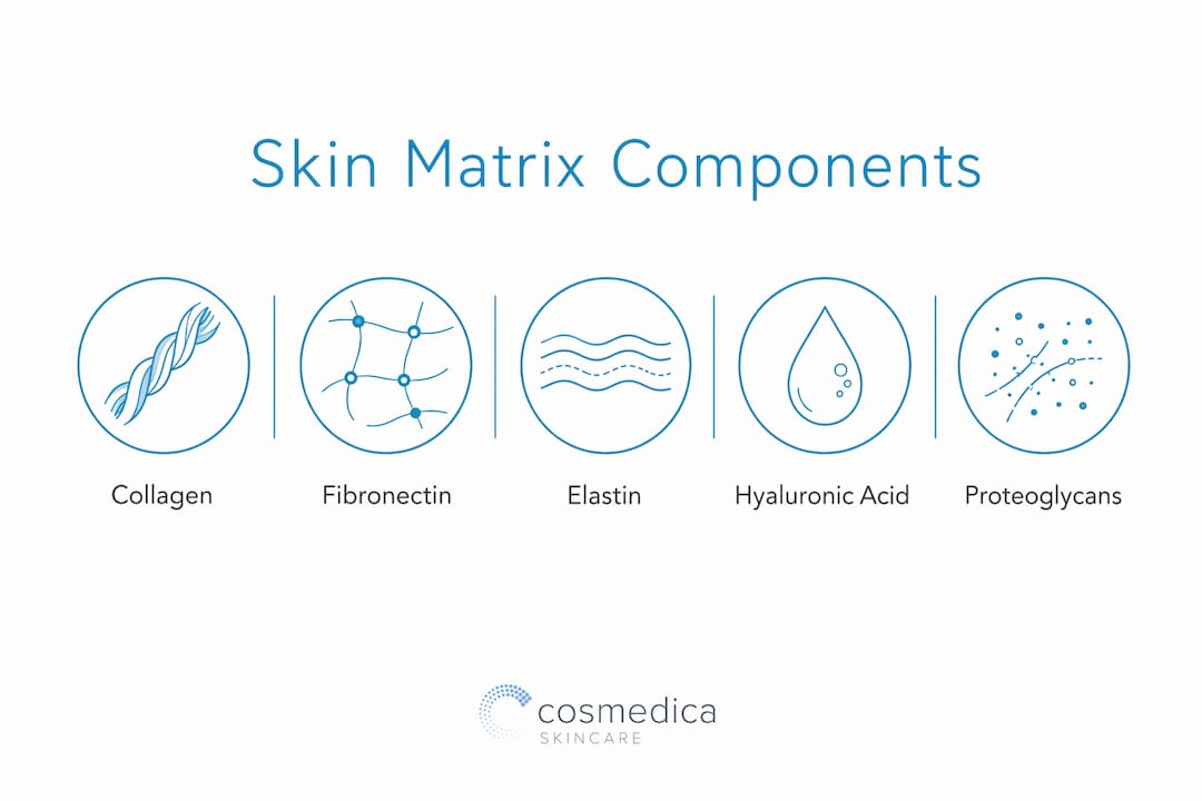 Infographic showing core components of skin matrix
