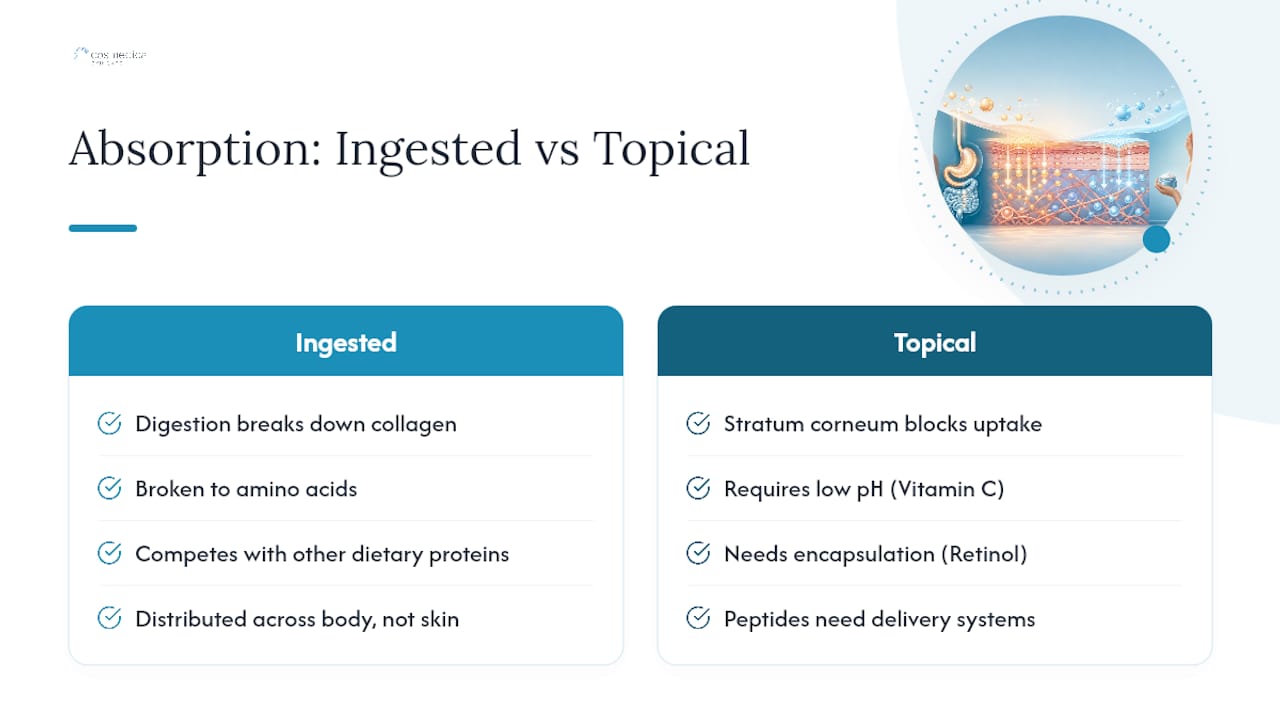 Diagram comparing collagen absorption from ingestion and topical application