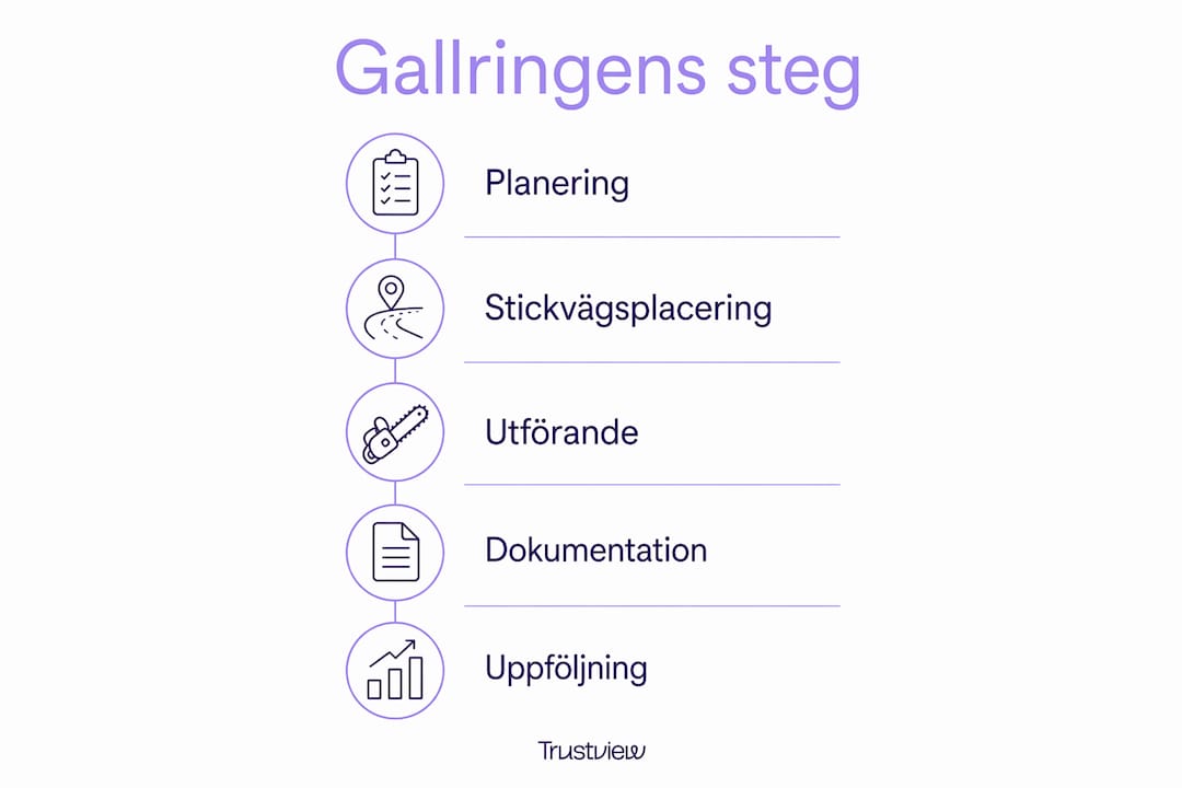 Så här går gallringsprocessen till – en översikt i infografik