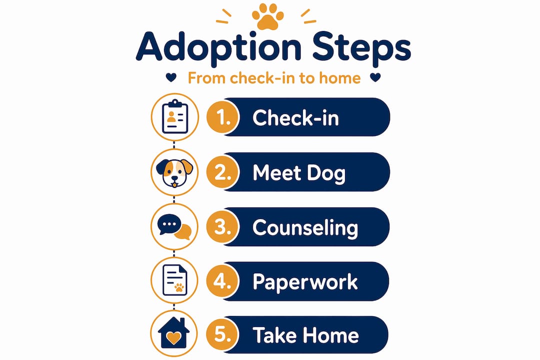 Infographic showing dog adoption process steps