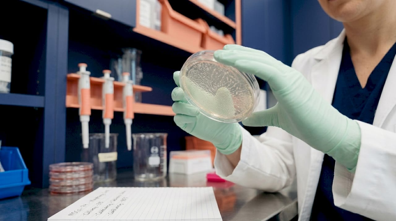 Scientist examining stem cells in lab